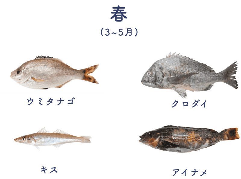 公式 庄内浜釣りケーション 公式 庄内浜釣りケーション